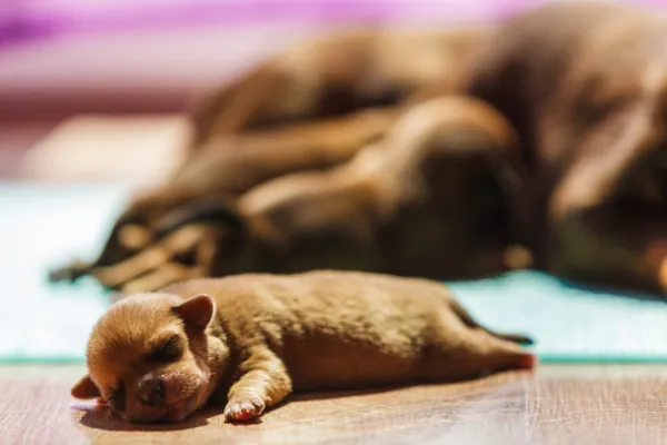 Cómo Ayudar a Parir a una Perrita: Guía para un Parto Seguro